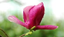 本月迎来新突破，步步高升，福运延绵，闷声发财的生肖