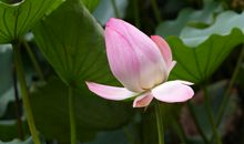 1.10-30号运势红红火火，事业大旺，横财一路大发的四大生肖