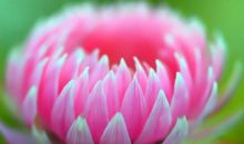 生来重感情，生日是这几天的人，痴情不变，真爱永恒