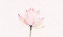 生肖属虎的哪几个月出生最好，立春之虎威望有加