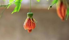 7号起财运来临，钱多福旺，运势大吉大利的4生肖