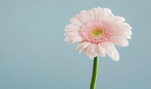 1946年的生肖何时好运(图文)