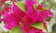 日子红火，子女双全的生肖，11月幸运至极，钱财滚滚来