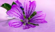 运势逆袭，偏财运旺，3月财运爆棚，添财天福富得流油的3大生肖