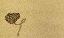 生肖属兔的哪几个月出生最好，正月二月七月都非常不错