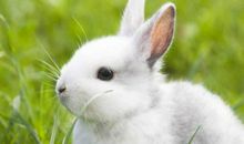 2020年7月生肖属兔运势，神煞有“太阴”、“桃花”等吉星带来好运