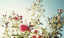 9月运势高人一等，步入上上签，好运逃不掉，生活富足的生肖