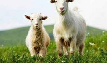 2021年属羊犯太岁化解方法 牛年生肖羊冲太岁佩戴什么