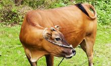 2021年属牛本命年戴什么转运,犯太岁佩戴什么化解