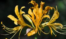 11月下旬财富飙涨，贵人如云，偏财运爆棚，正财不断的四属相