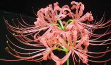 11月底财运横生，喜上眉梢，有贵人有财神，注定发大财的四属相