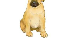 生肖狗和生肖马的合财吗？