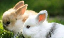 2020年6月生肖属兔运势，事业上宜沉着稳重，以攻为守