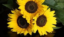 十一月财气横生，顺风顺水，年头旺到年尾的四个生肖