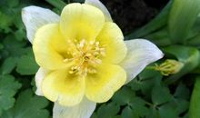 11月底钱财滚滚落入口袋，天降横财，身价水涨船高的四属相