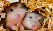 不服都不行，这几个月出生的「生肖鼠」：命真好！