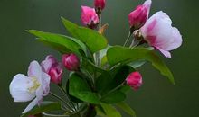 最“心软”的3个生肖女，天生老好人，给自己积累了很多福报