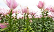 3生肖女脾气大，不好哄，在婚姻上总是跟丈夫大吼大叫