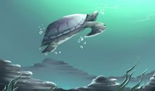 家中养乌龟风水好不好 祥和之气的动物