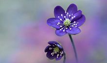 懂得进退，为人有分寸，知世故而不世俗的星座