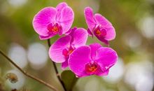 1月下旬即将发生大转变，三生肖事业更上一个新的台阶