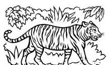 属虎人2021年佩戴什么开运吉祥物好？男性女性牛年属虎的带什么招财运