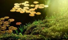 2020年立春当天出生宝宝生肖属什么 以春节还是立春划分？(图文)