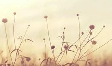 今年遇正缘桃花，喜临门的生肖人