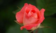 恭喜四生肖有贵人入运，11月7号开始事业一飞冲天，幸福生活指日可待!