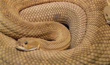 1977年的属什么生肖(图文)