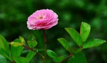 下周开始，喜气盈门，财运爆棚，求财有道，横财大发的星座