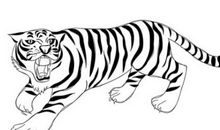 属虎的今年多大2021年几岁 牛年属虎年龄对照表