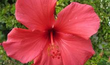 未来半年财运不错，收入翻番，也会有意外收入进账的四属相