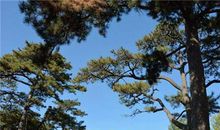 屋后种什么树风水好 什么依据