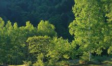 好听的五行属火的男孩名字，卓旲、腾忠、烨和