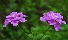 下月开始财运吉星出现，喜讯频传，赚到大笔金钱的四属相