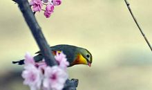 3月上旬，事业平步青云，运势欣欣向荣，做梦能笑醒的生肖