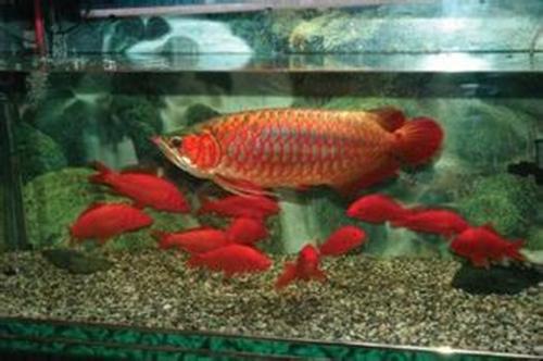 风水鱼是什么鱼 养什么鱼招财