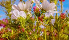 1985年生人运程如何(图文)