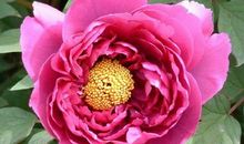 5月25号后，财运飙涨，4属相横财大发特发，富有花开，万事大吉