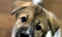 生肖狗和生肖羊的合财吗？