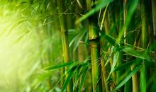 竹子有哪些风水寓意呢？