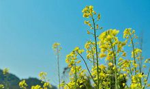 属兔的人2020年5月生肖运势