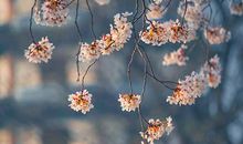 属羊的人2020年5月生肖运势