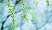 属鼠的人2020年5月生肖运势