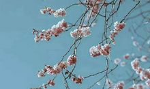 2020年龙头节前一天二月初一出生的女孩八字过弱吗？(图文)