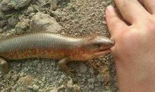 梦到被蛇咬是什么意思