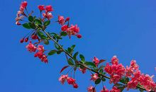 属狗的人2020年5月运势