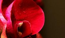 11月10号开始天赐大吉兆，四生肖运势有好无坏，成就更丰富的未来！