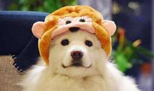 生肖狗和生肖鸡的合财吗？